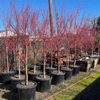 Row of potted Sango Kaku Japanese Maple with red-brown branches against a blue sky.