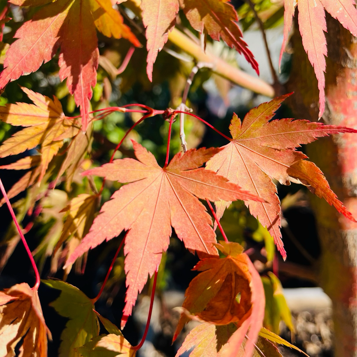 Close-up of Sango Kaku Japanese Maple leaves with a blurred background