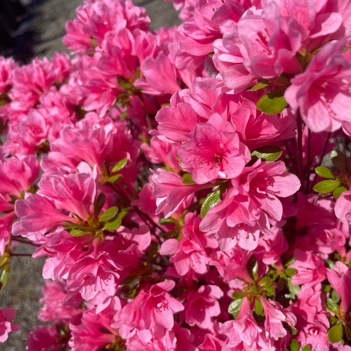 Coral Bell Azalea | Evergreen Spring-Flowering Shrub – Victory Nursery