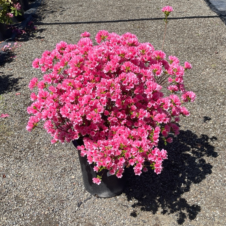 Potted Coral Bell Azalea with bright pink flowers on a concrete surface