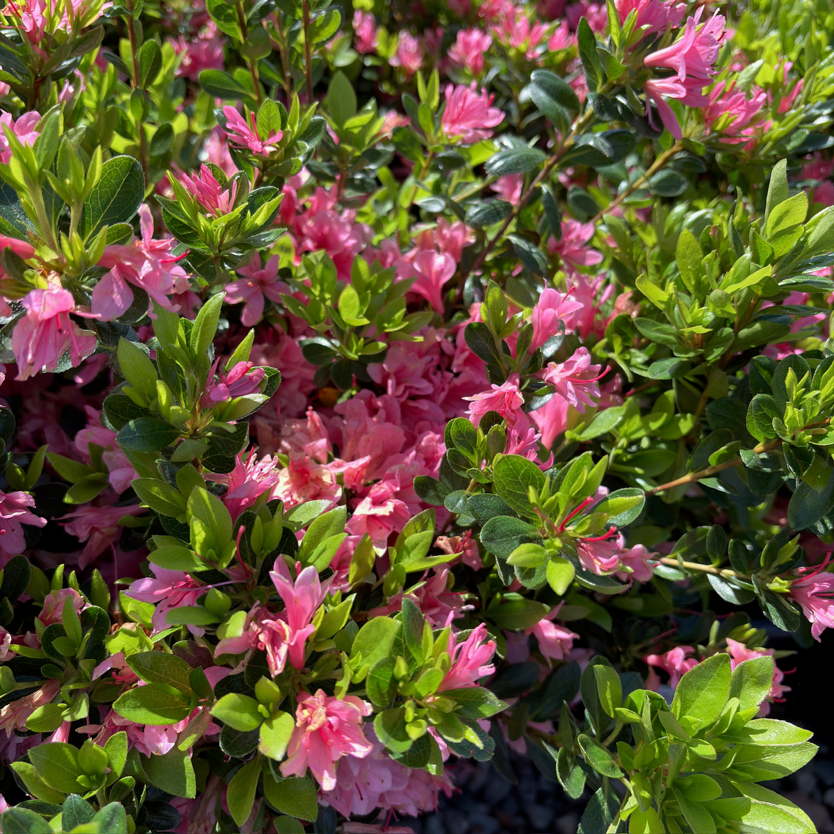 Coral Bell Azalea with green leaves in a natural setting
