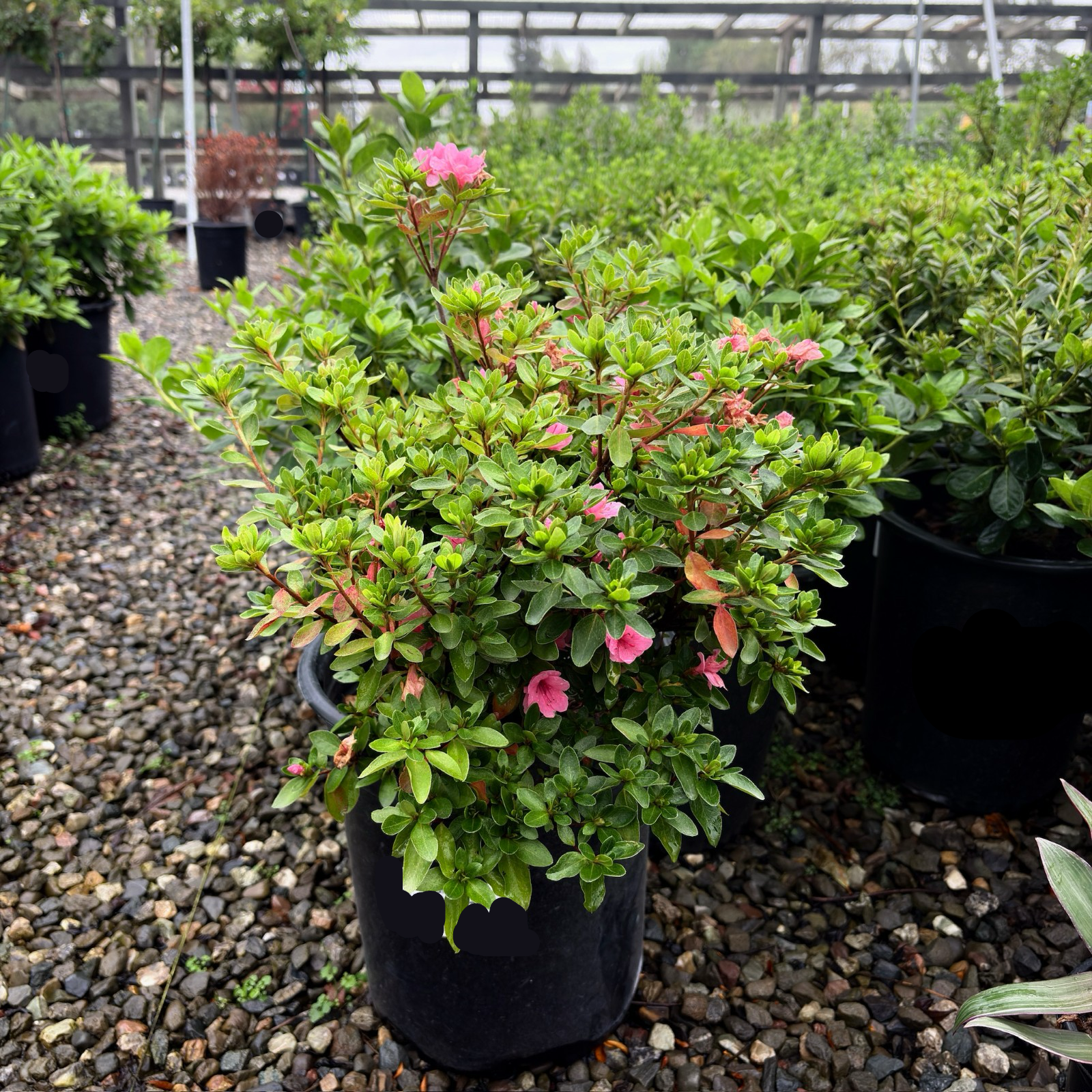 Potted Coral Bell Azalea with pink flowers in a nursery setting