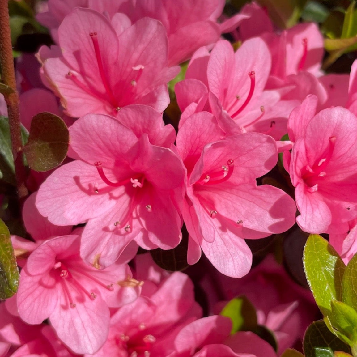 Close-up of Coral Bell Azalea with green leaves