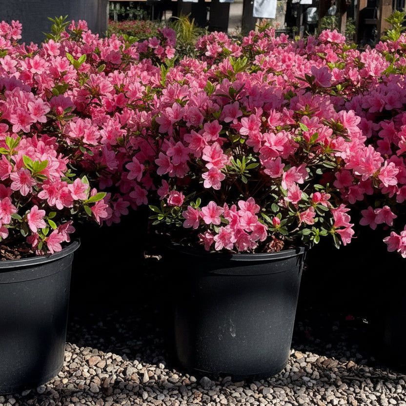 Coral Bell Azalea | Evergreen Spring-Flowering Shrub – Victory Nursery