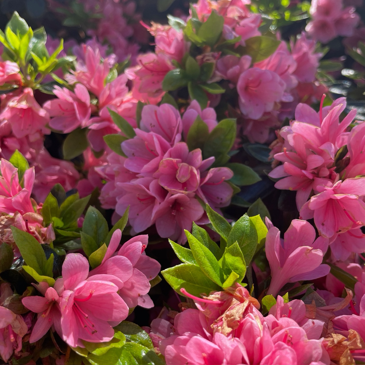 Close-up of Coral Bell Azalea with green leaves