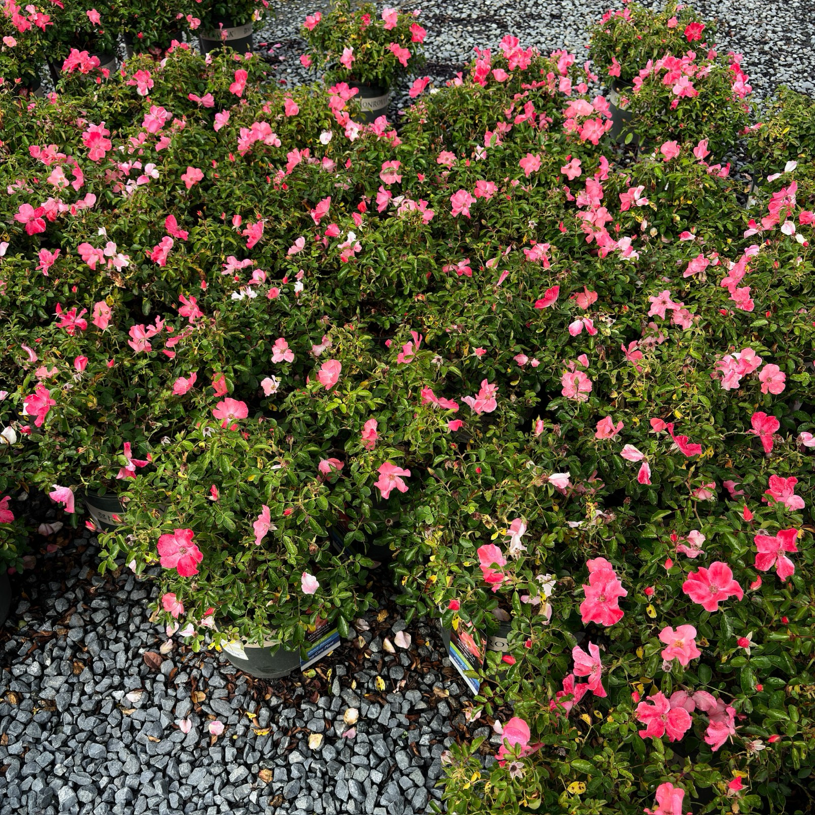 Bushes Coral Carpet Rose with pink flowers on a bed of small stones