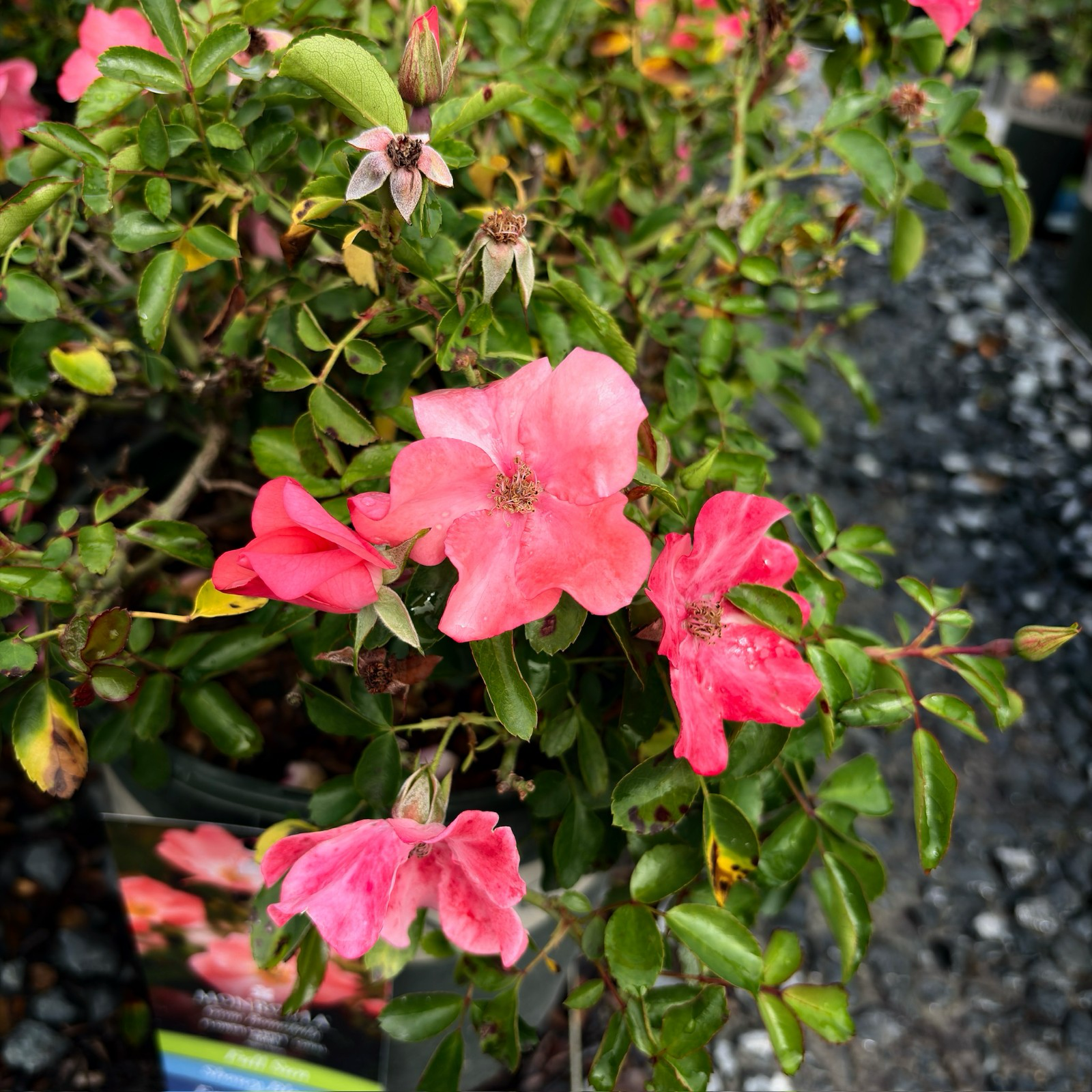 Potted Coral Carpet Rose with pink flowers and green leaves on a blurred background