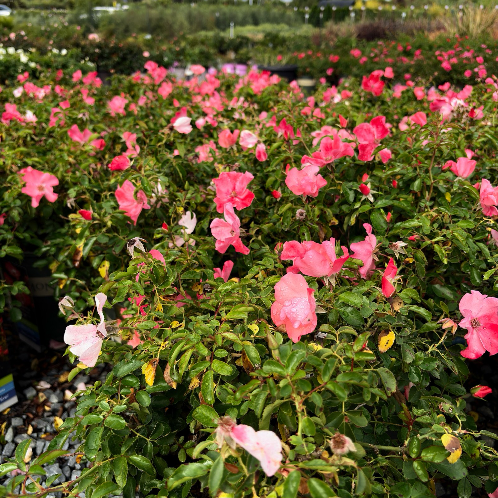 Bouquet of Coral Carpet Rose flowers with green leaves in a garden setting