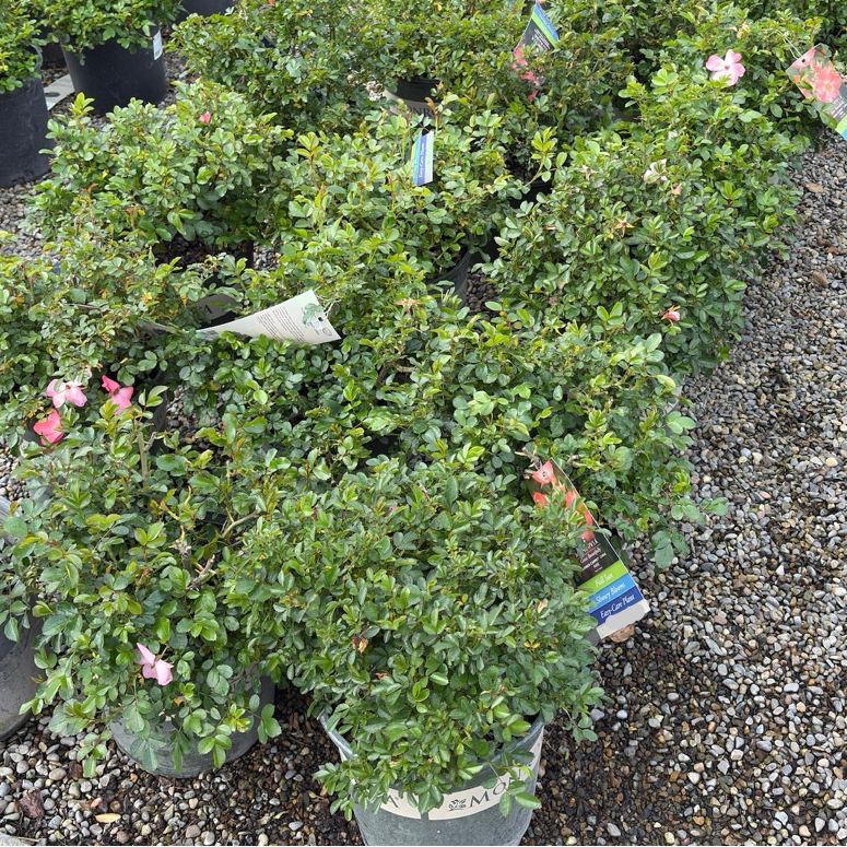 Group of potted Coral Carpet Rose with tags on a gravel surface
