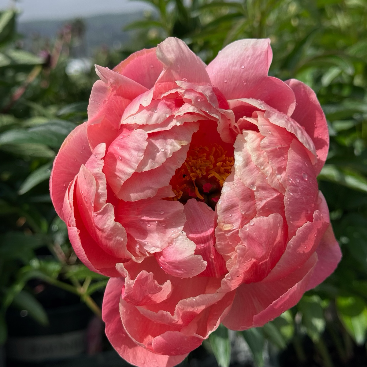 Coral Charm Peony