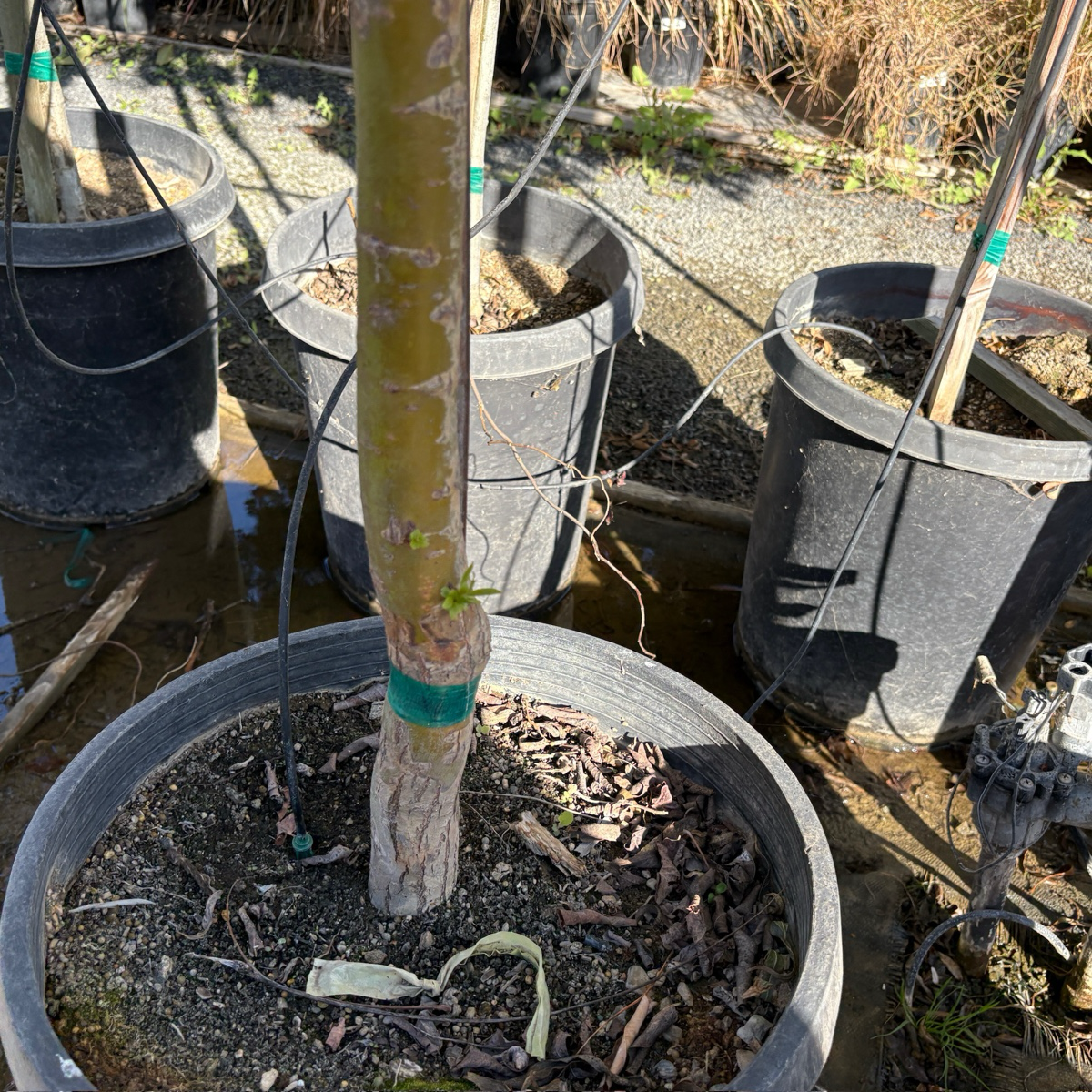 Potted Corkscrew Willow with a yellow stem and green band in a garden setting