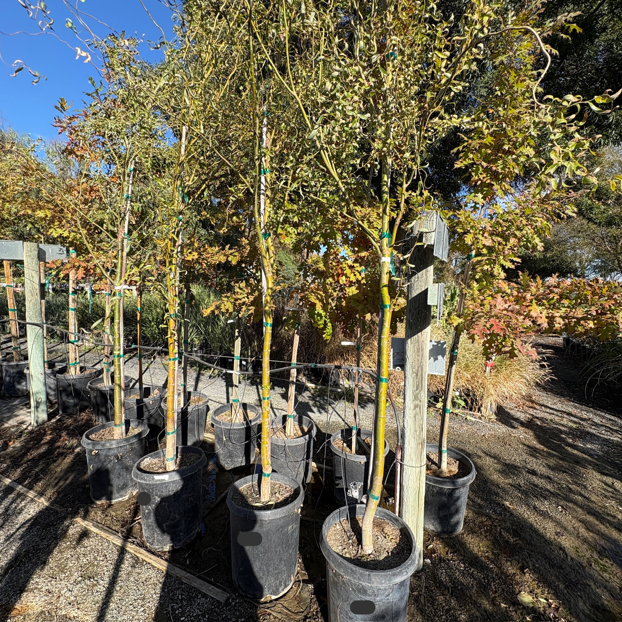 Row of potted Corkscrew Willow trees in a nursery setting with a clear sky.