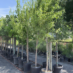 Corkscrew Willow
