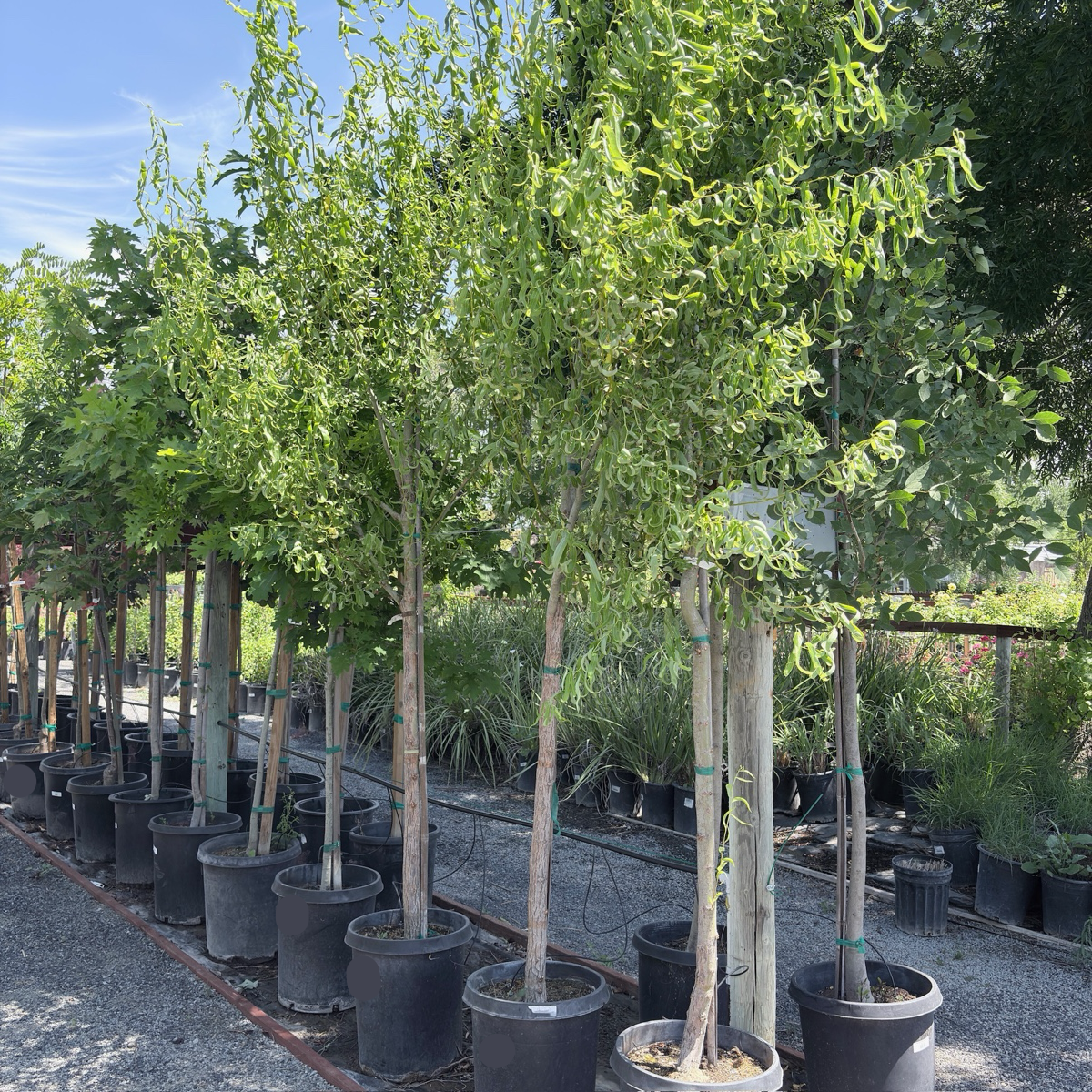 Corkscrew Willow