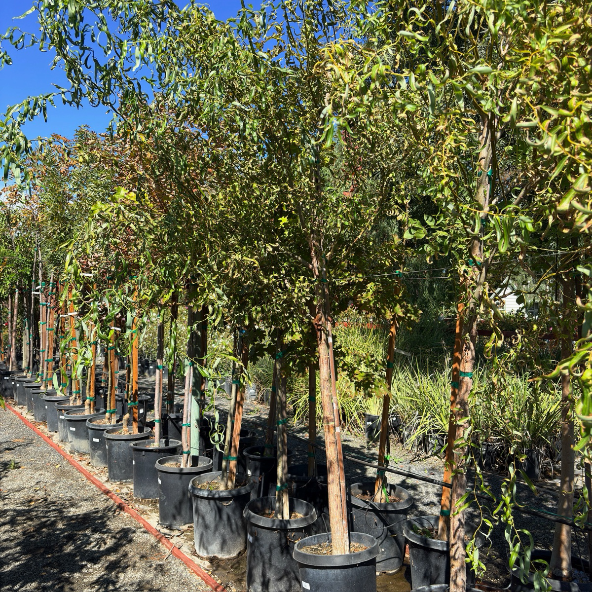 Corkscrew Willow