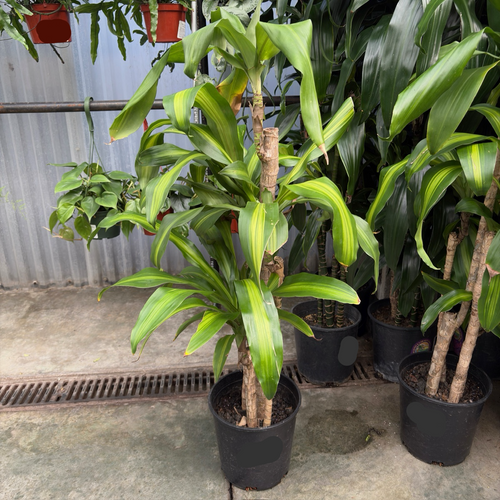 house plant that looks like corn stalk Cornstalk Corn Plant| Easy Care Indoor Corn Plant – Victory Nursery
