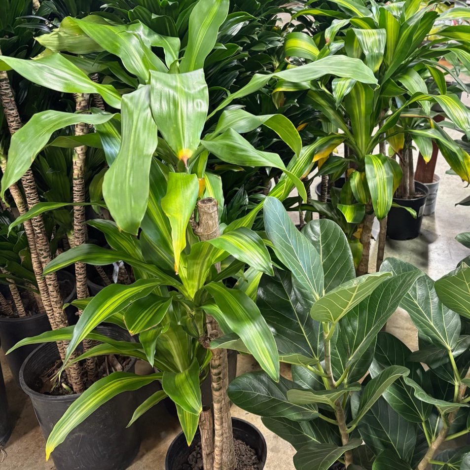 house plant that looks like corn stalk Cornstalk Corn Plant| Easy Care Indoor Corn Plant – Victory Nursery