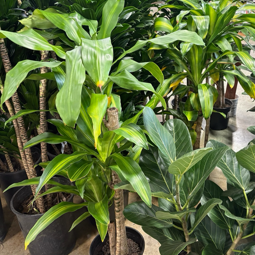 Cornstalk Corn Plant| Easy Care Indoor Corn Plant – Victory Nursery