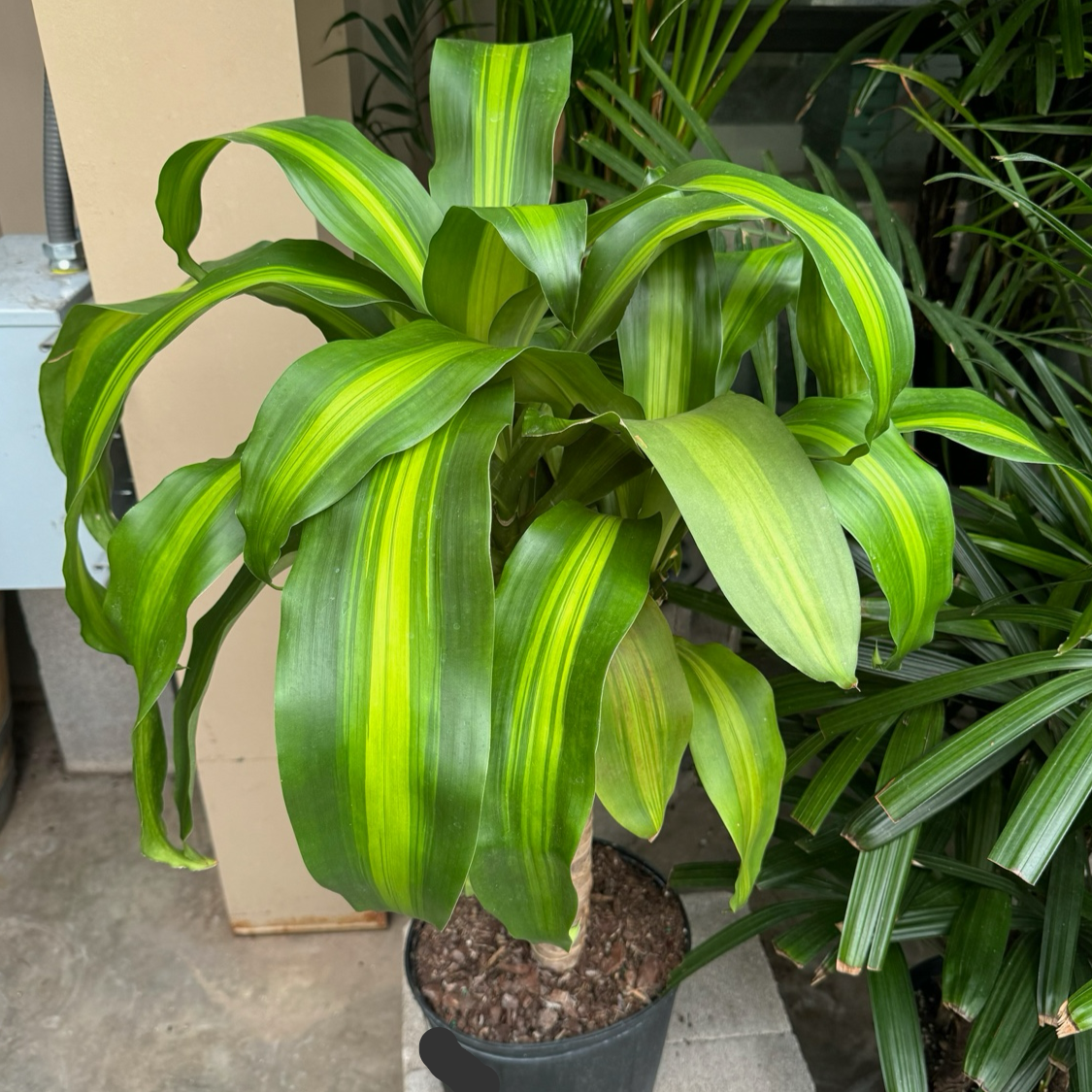 indoor corn stalk plant Cornstalk Corn Plant| Easy Care Indoor Corn Plant
