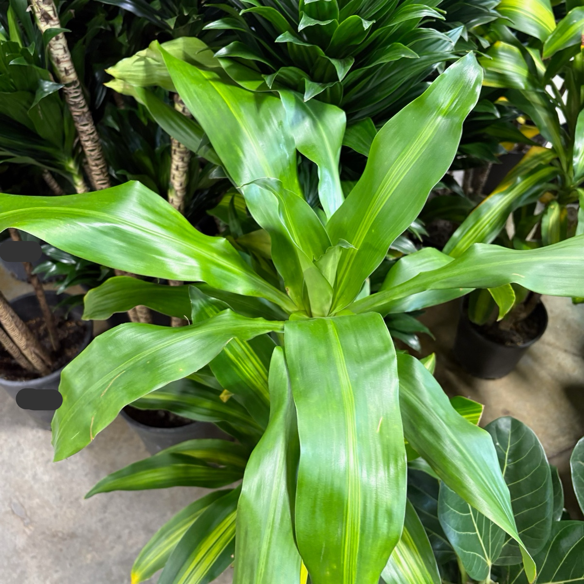 types of corn plants indoor Cornstalk Corn Plant| Easy Care Indoor Corn Plant – Victory Nursery