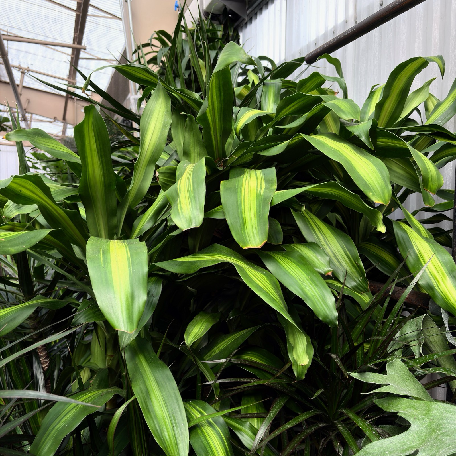 corn plant dracaena Cornstalk Corn Plant| Easy Care Indoor Corn Plant – Victory Nursery