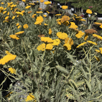 Coronation Gold fernleaf Yarrow