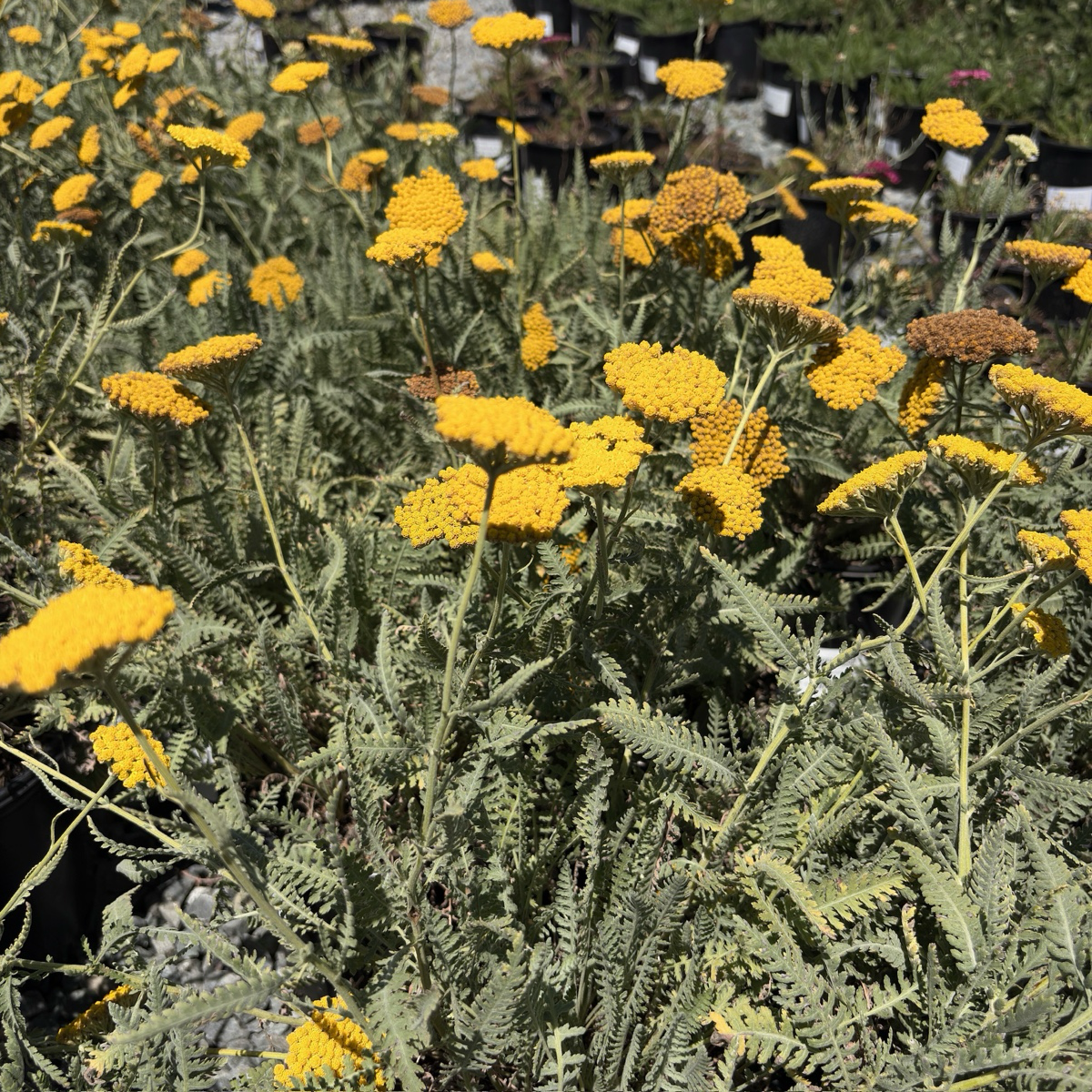 Coronation Gold fernleaf Yarrow