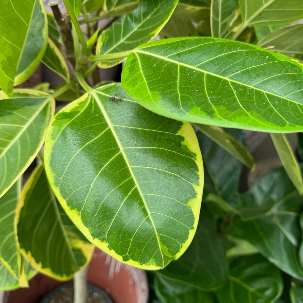 yellow rubber tree plant Ficus Altissima Yellow Gem Variegated