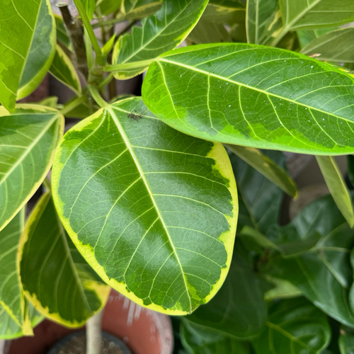 golden gem rubber tree Ficus Altissima Yellow Gem Variegated