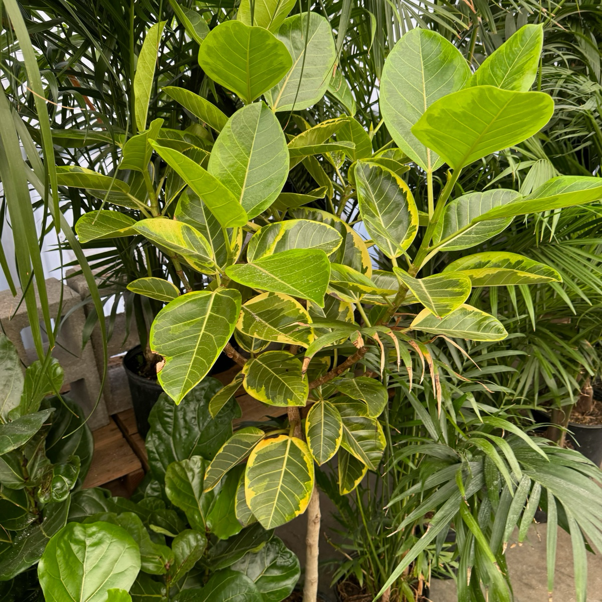 rubber tree lime Ficus Altissima Yellow Gem Variegated