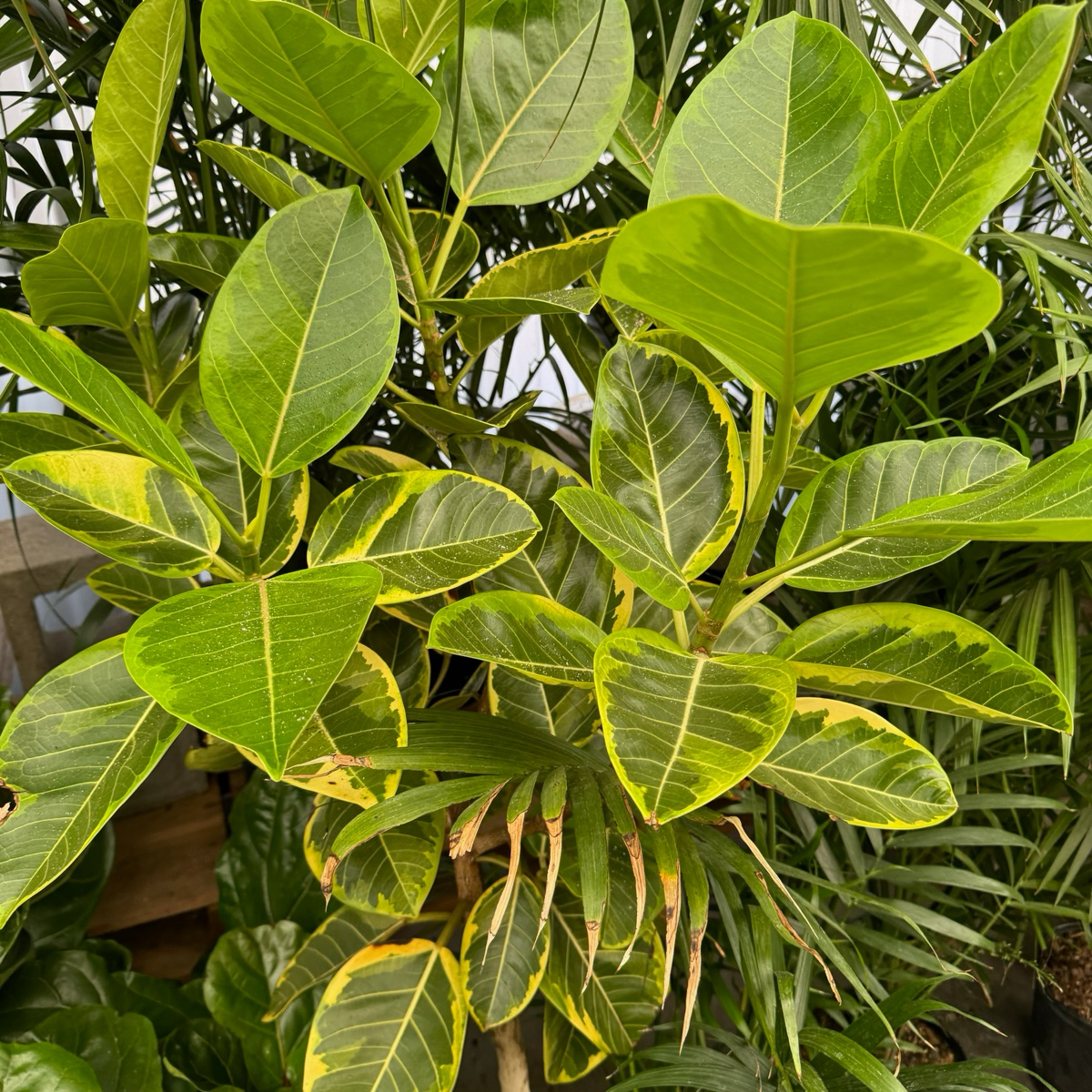 yellow rubber tree leaves Yellow Gem Ficus