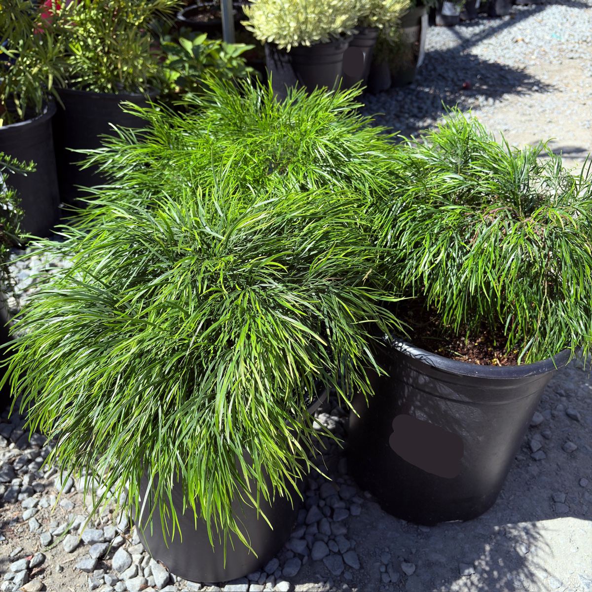 Cousin Itt Bower Wattle