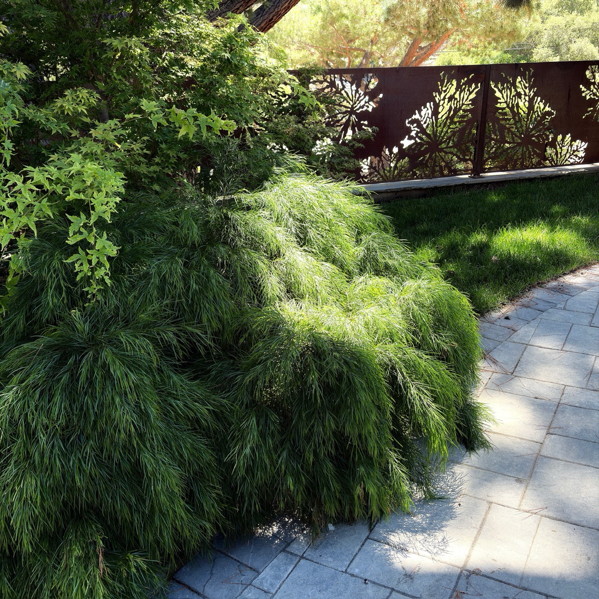 Cousin Itt Bower Wattle