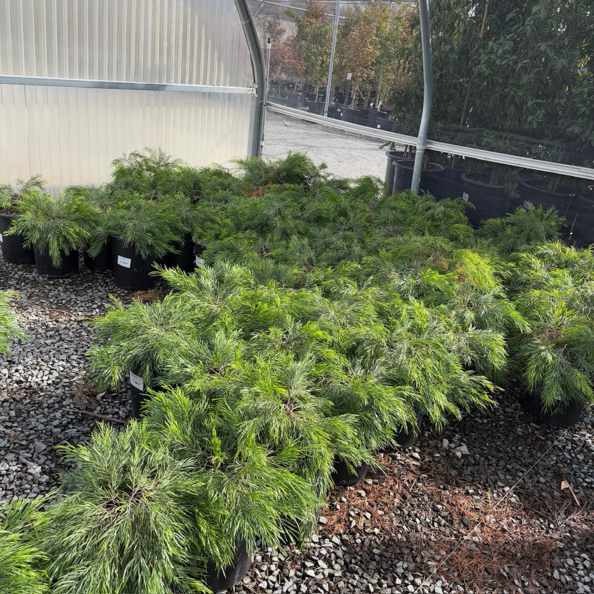 Cousin Itt Bower Wattle