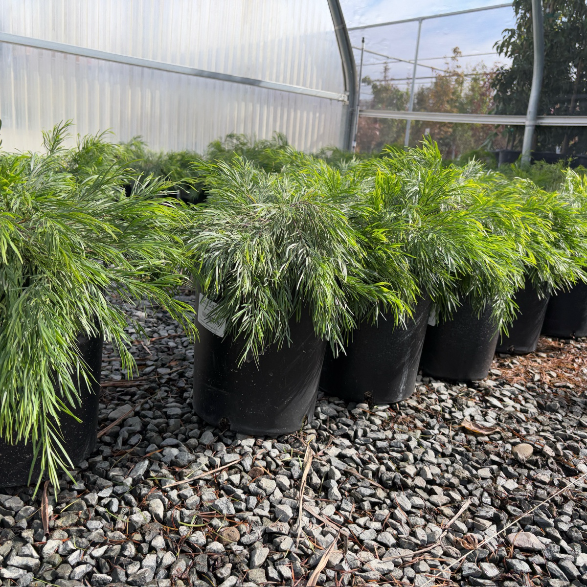 Cousin Itt Bower Wattle