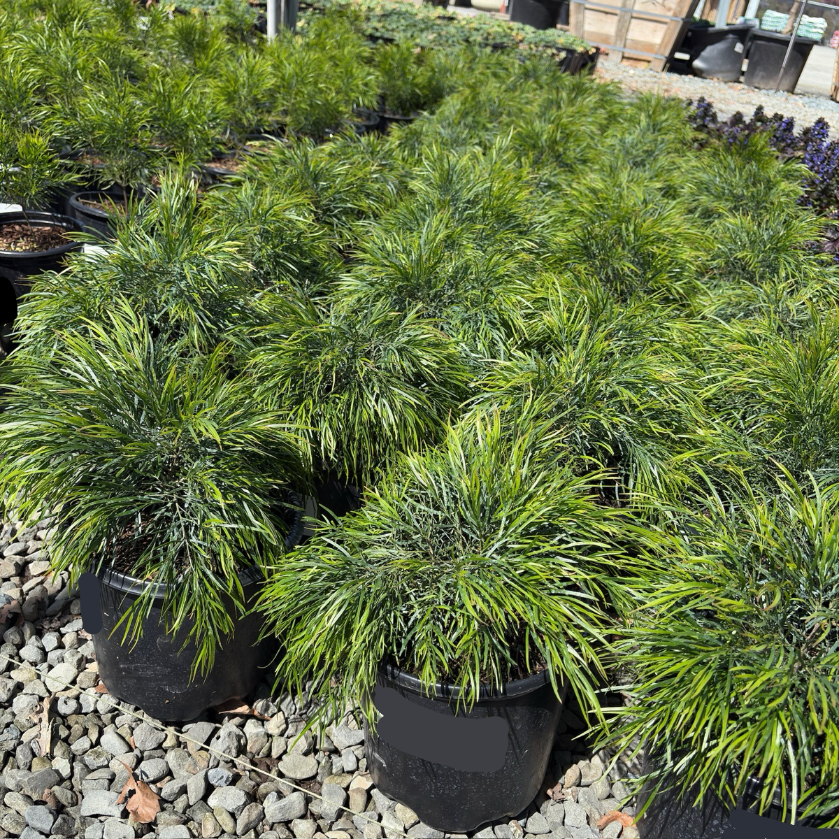 Cousin Itt Bower Wattle