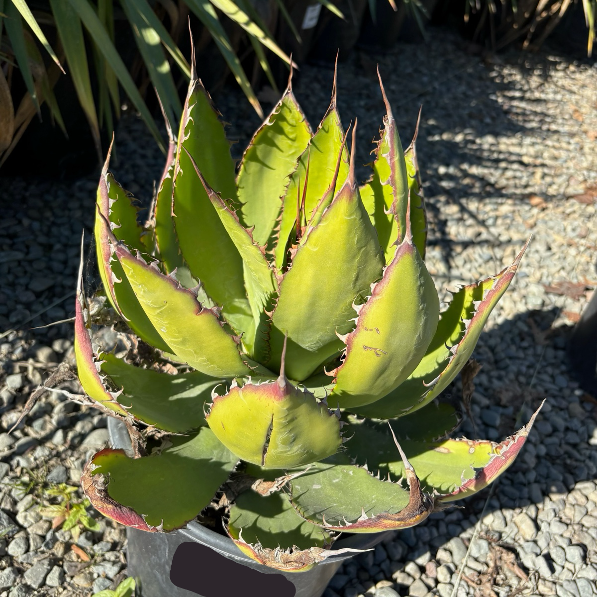 Cow Horn Agave