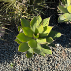 Cow Horn Agave