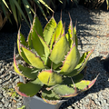 Cow Horn Agave