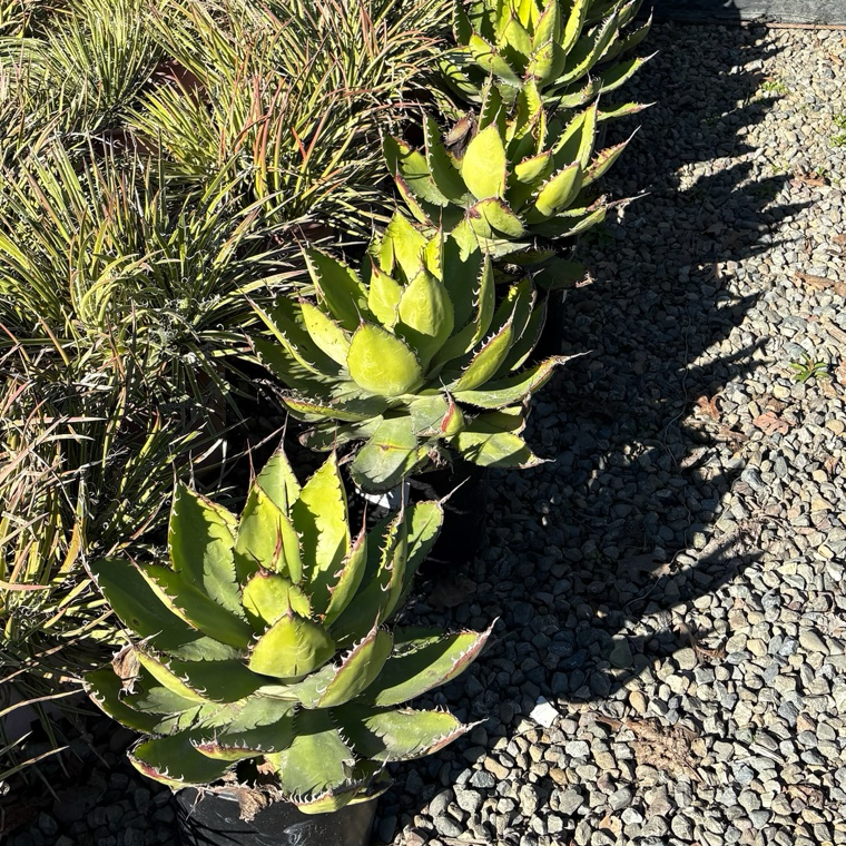 Cow Horn Agave