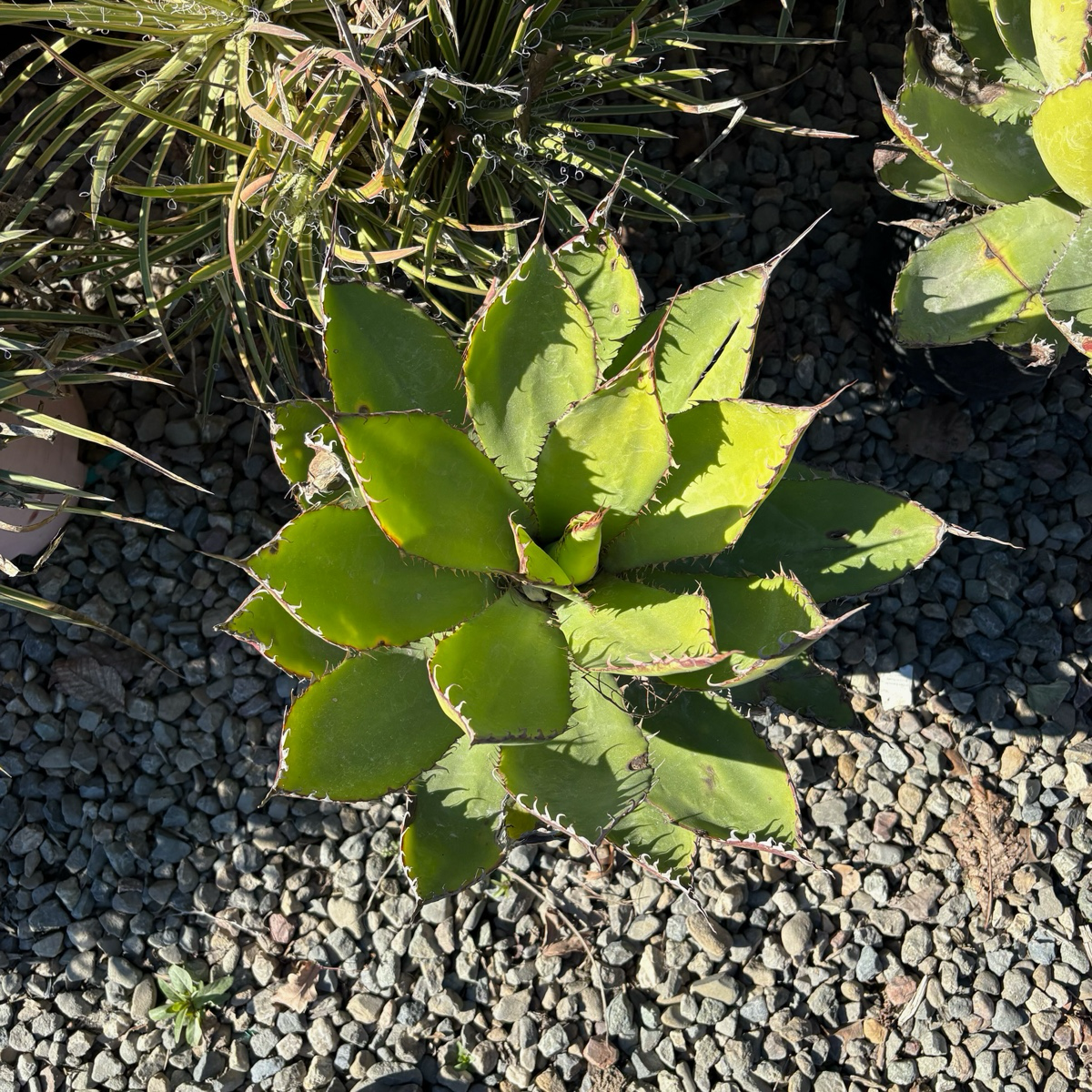 Cow Horn Agave