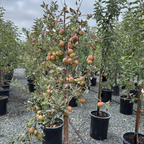 Cox's Orange Pippin Apple