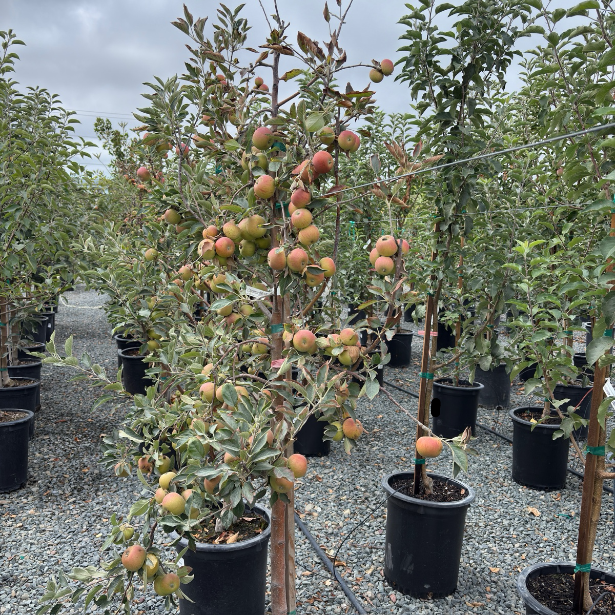 Cox's Orange Pippin Apple