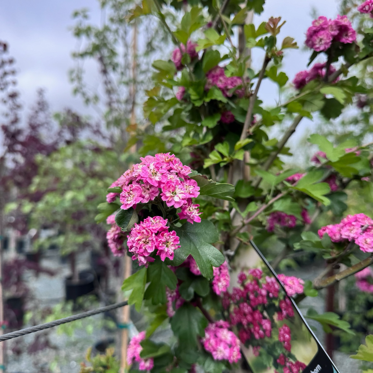 Crataegus laevigata ’Paul's Scarlet‘