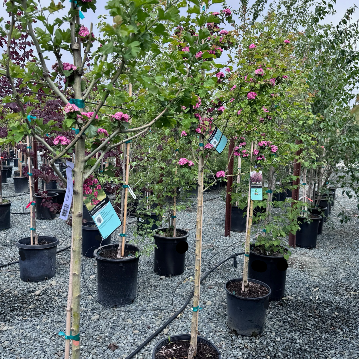 Crataegus laevigata ’Paul's Scarlet‘