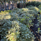Cream de Mint Japanese Mock Orange