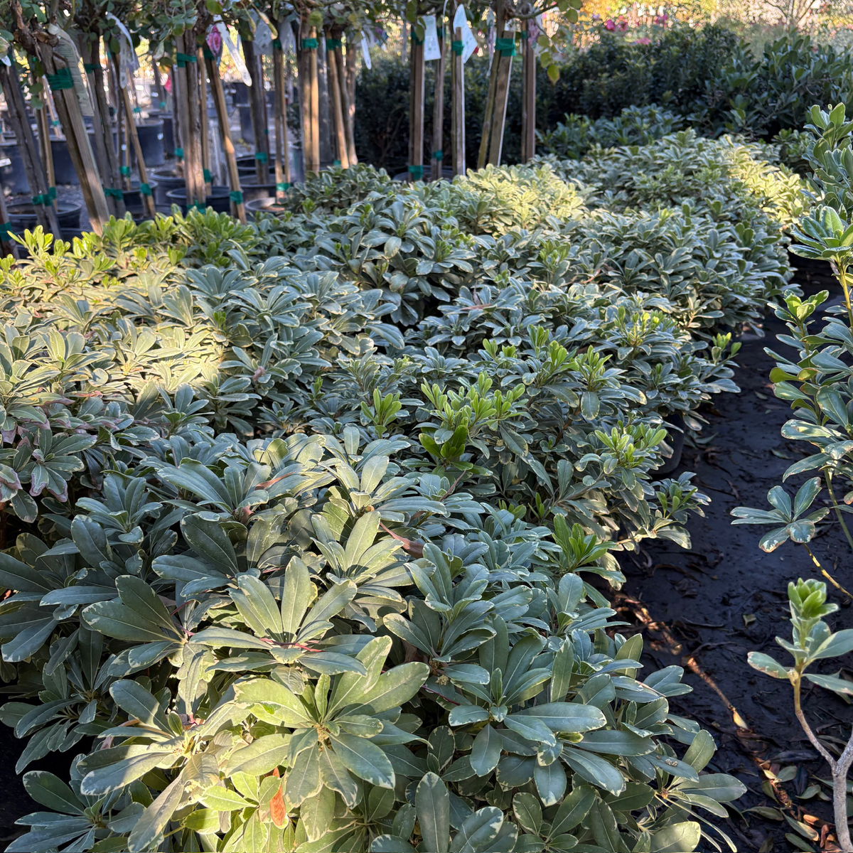 Cream de Mint Mock Orange | Compact Variegated Evergreen Shrub