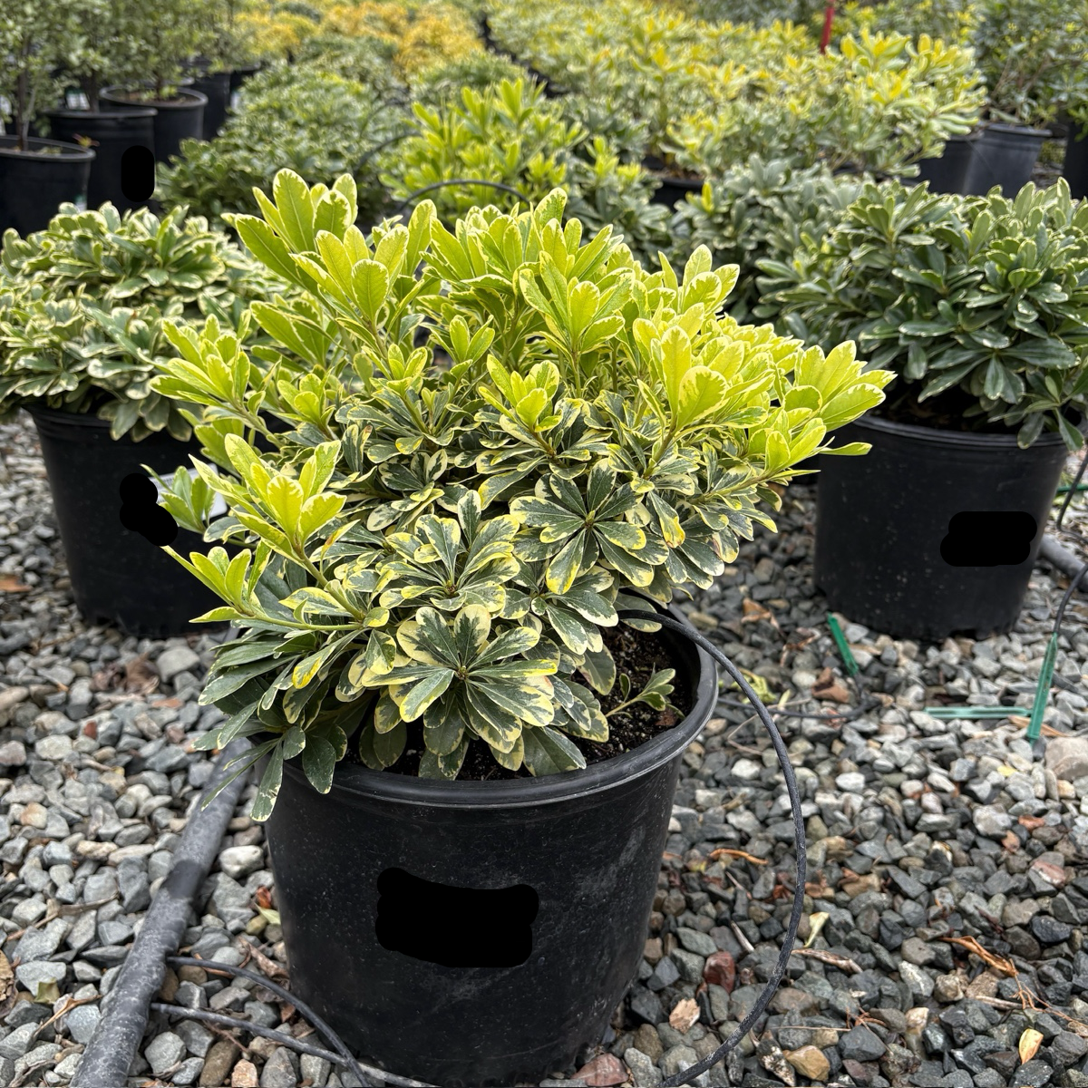 Cream de Mint Mock Orange | Compact Variegated Evergreen Shrub