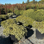 Cream de Mint Japanese Mock Orange