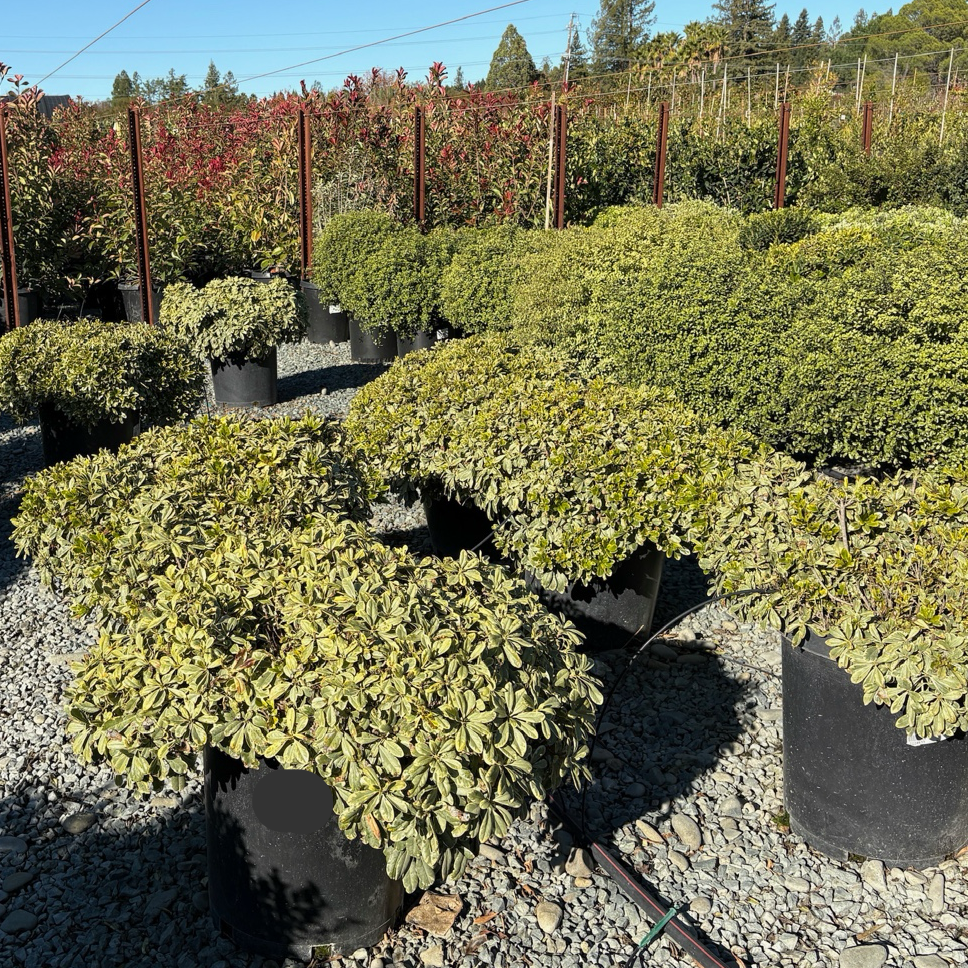 Cream de Mint Mock Orange | Compact Variegated Evergreen Shrub